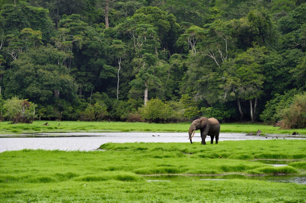 Una expedición a Gabón con EL PAÍS Viajes, el último edén africano