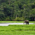 Una expedición a Gabón con EL PAÍS Viajes, el último edén africano