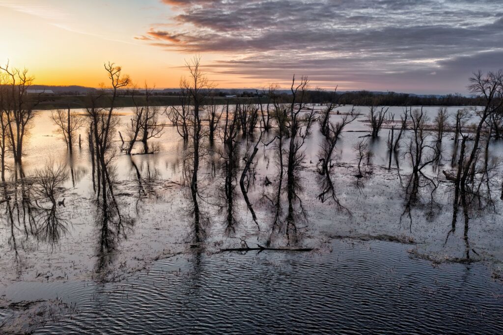 El Refugio del Oso Hormiguero Gigante en el Pantanal: Biología, Inundaciones Estacionales y Conservación en el Humedal Sudamericano