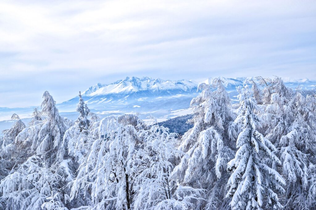 El refugio de la liebre de ventisquero en los Altos Tatras: biología, adaptación nival y conservación en las cumbres de Eslovaquia