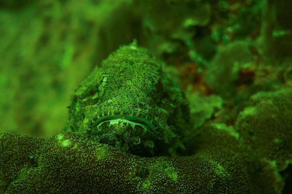 El Santuario Submarino del Mar de los Sargazos: Oceanografía, Giros Oceánicos y Conservación en el Atlántico Norte