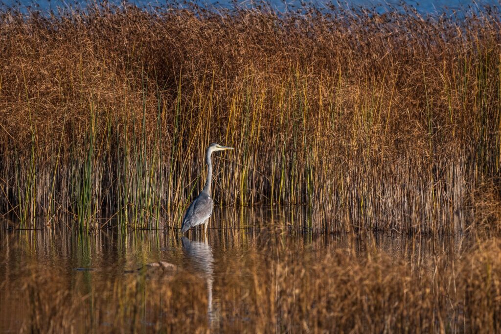 El latido de las marismas boreales: cómo la gestión hidráulica y la avifauna transforman la conservación en el Parque Nacional de Doñana