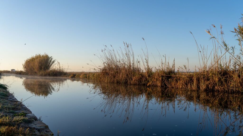 El latido de los humedales interiores: cómo la bioingeniería y los pastueños comunales transforman la conservación en la Albufera de Valencia