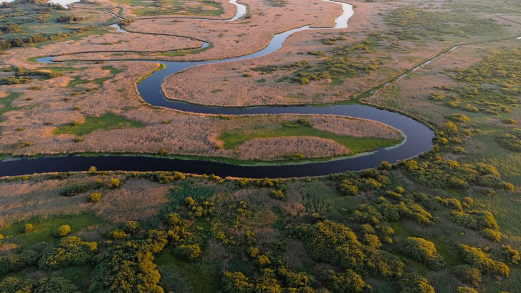 El Refugio del Oso Hormiguero Gigante en el Pantanal: Biología, Inundaciones Estacionales y Conservación en el Humedal Sudamericano