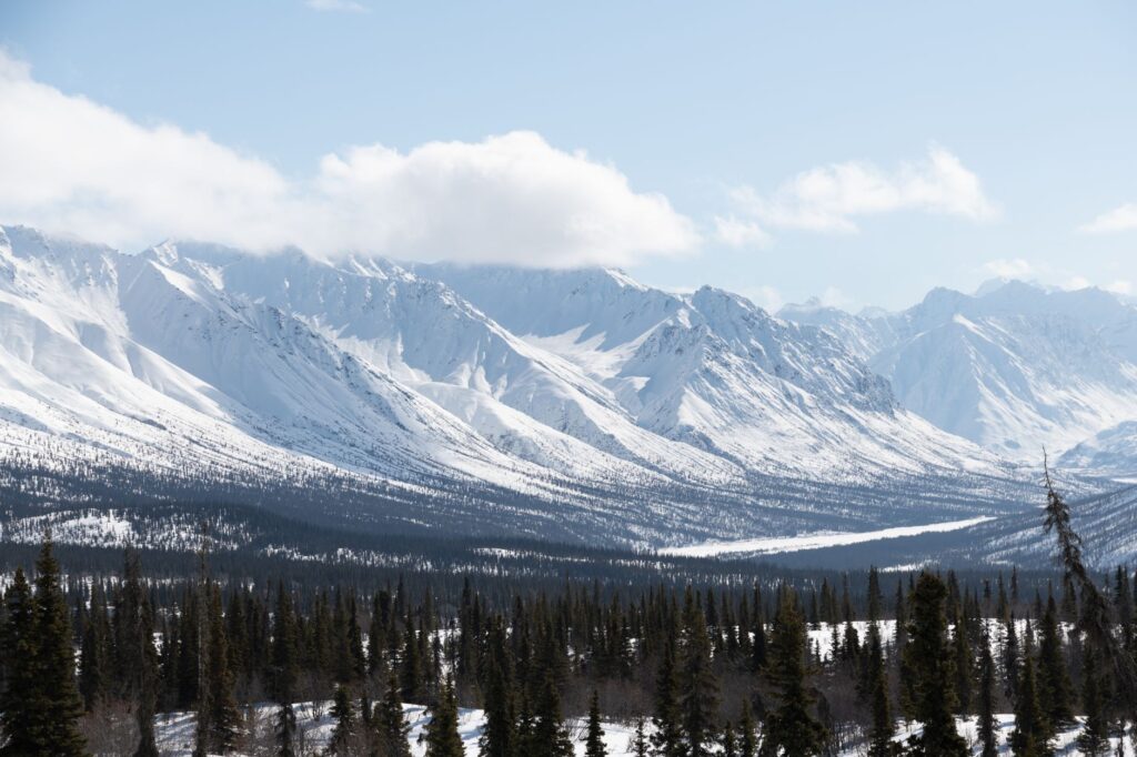 El refugio de la liebre ártica en la península de Seward: ecología nival y conservación en la tundra de Alaska