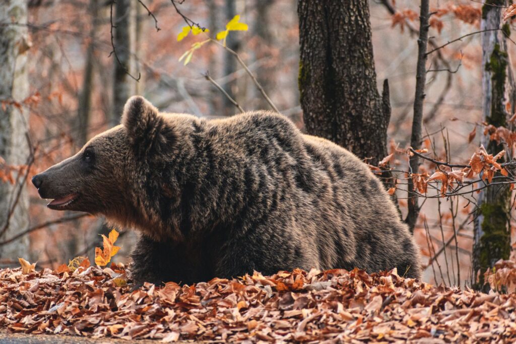El Refugio del Oso Pardo en la Cordillera Cantábrica: Biología, Corredores Ecológicos y Conservación en el Norte de España