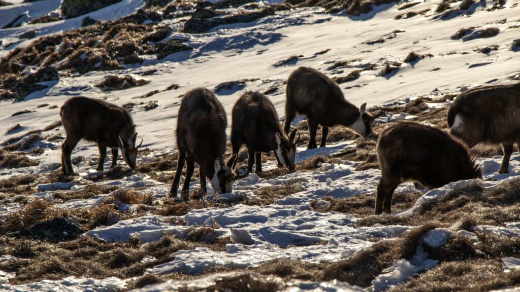El refugio del rebeco en los paredones de la cordillera Cantábrica: ecología rupícola y conservación en los altos macizos de Asturias