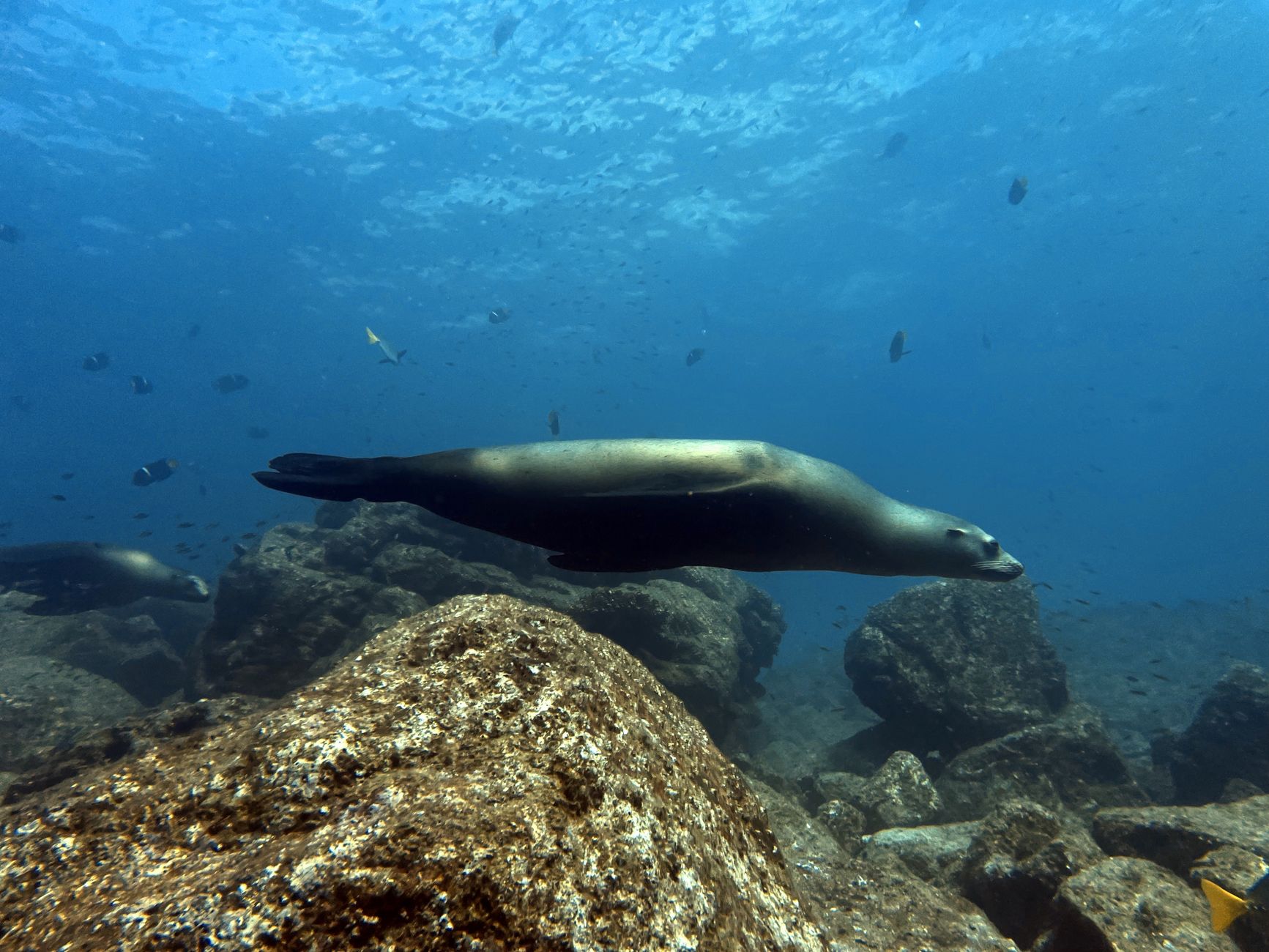 El Santuario Submarino del Mar de los Sargazos: Océanos Abiertos, Biodiversidad Flotante y Conservación en el Atlántico Norte