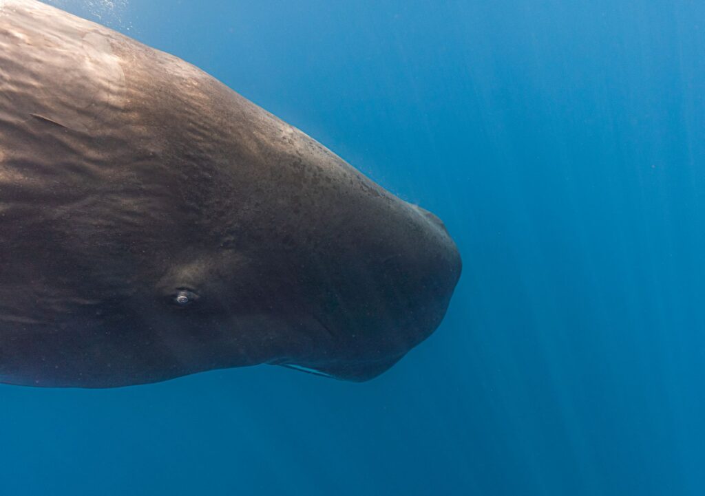 El Refugio de los Cetáceos en el Santuario Pelagos: Oceanografía, Corrientes de Liguria y Conservación en el Mediterráneo Noroccidental