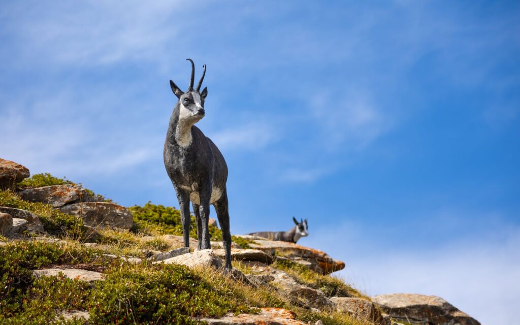 El refugio de la gamuza alpina en el Parque Nacional del Gran Paradiso: ecología nival y conservación en los macizos italianos