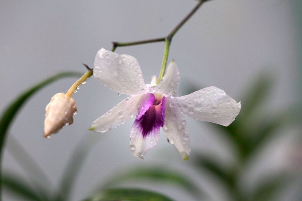 El silencio milenario de los bosques de niebla de Monteverde: hidroterapia de altura y arquitectura bioclimática en la cordillera costarricense