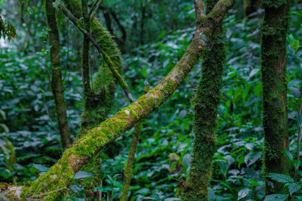 El Refugio del Oso de Anteojos en el Parque Nacional Sangay: Ecología de Bosques Nubosos y Conservación en los Andes Orientales