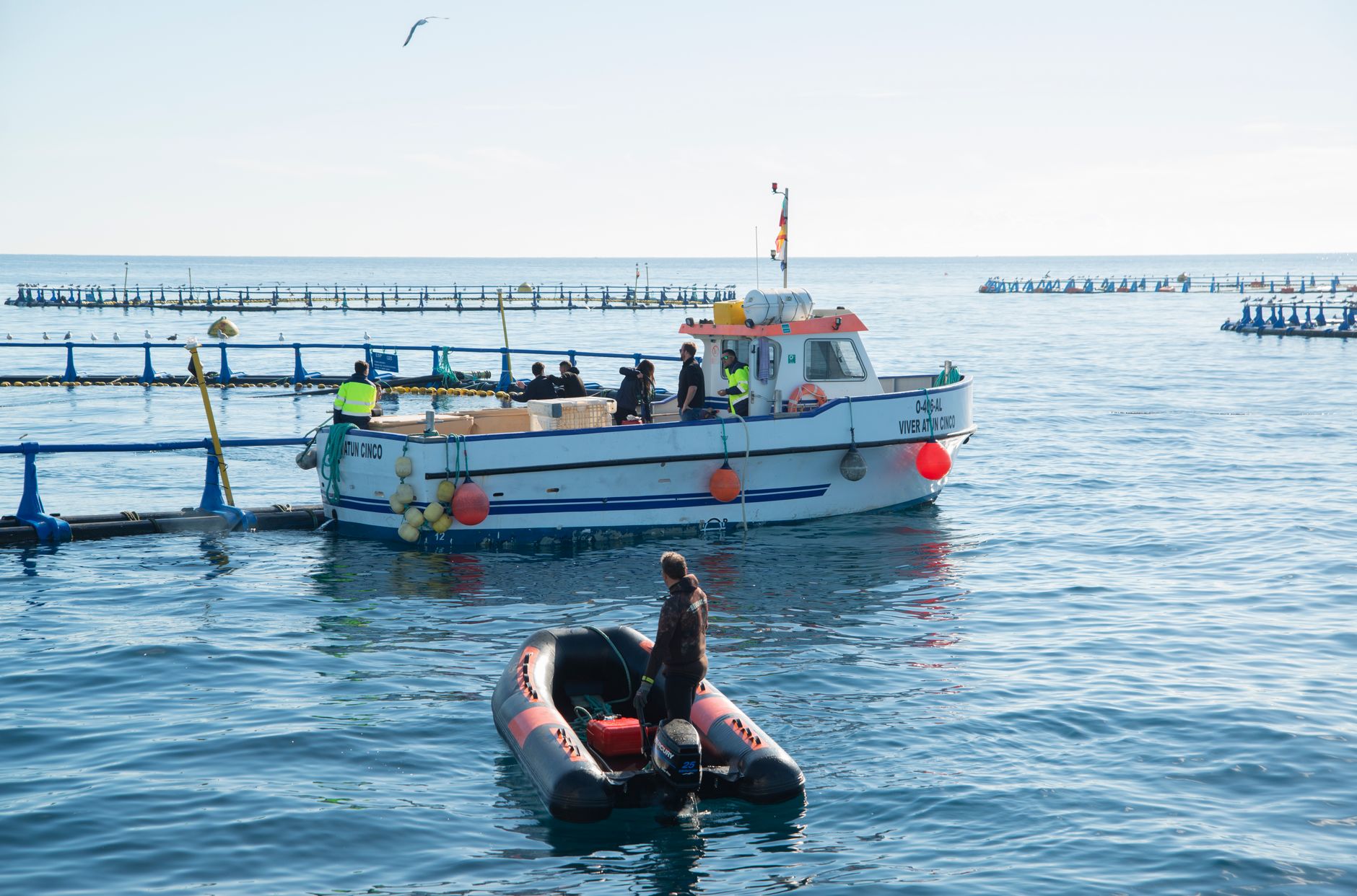 El Santuario Submarino del Mar de los Sargazos: Aislamiento Oceánico, Corrientes Pelágicas y Conservación en el Giro del Atlántico Norte