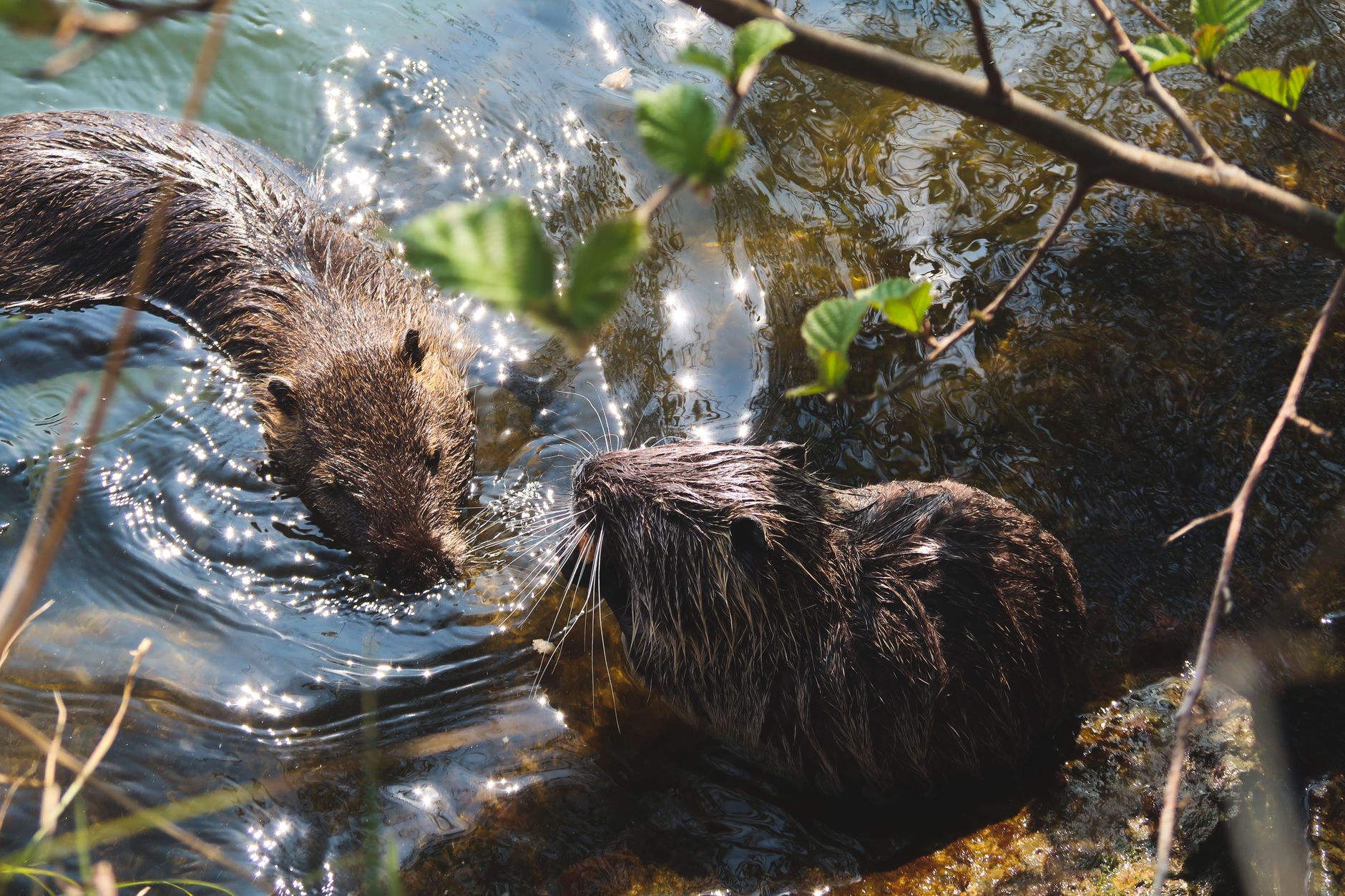 El Refugio de la Nutria Gigante en el Pantanal: Ecología de los Ríos de Inundación y Conservación en el Humedal Sudamericano