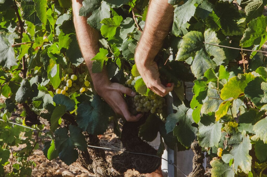 El menú de septiembre: la gastronomía y el viaje de transición entre el verano y el otoño en Europa