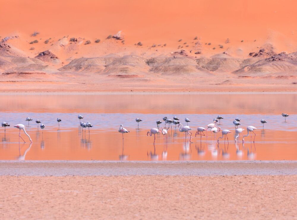 El Dominio de las Arenas Vivas: Geología, Endemismo y Conservación en el Desierto de Namib