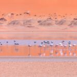 El Dominio de las Arenas Vivas: Geología, Endemismo y Conservación en el Desierto de Namib