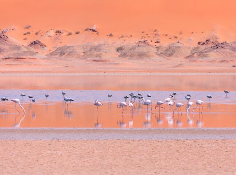 El Dominio de las Arenas Vivas: Geología, Endemismo y Conservación en el Desierto de Namib