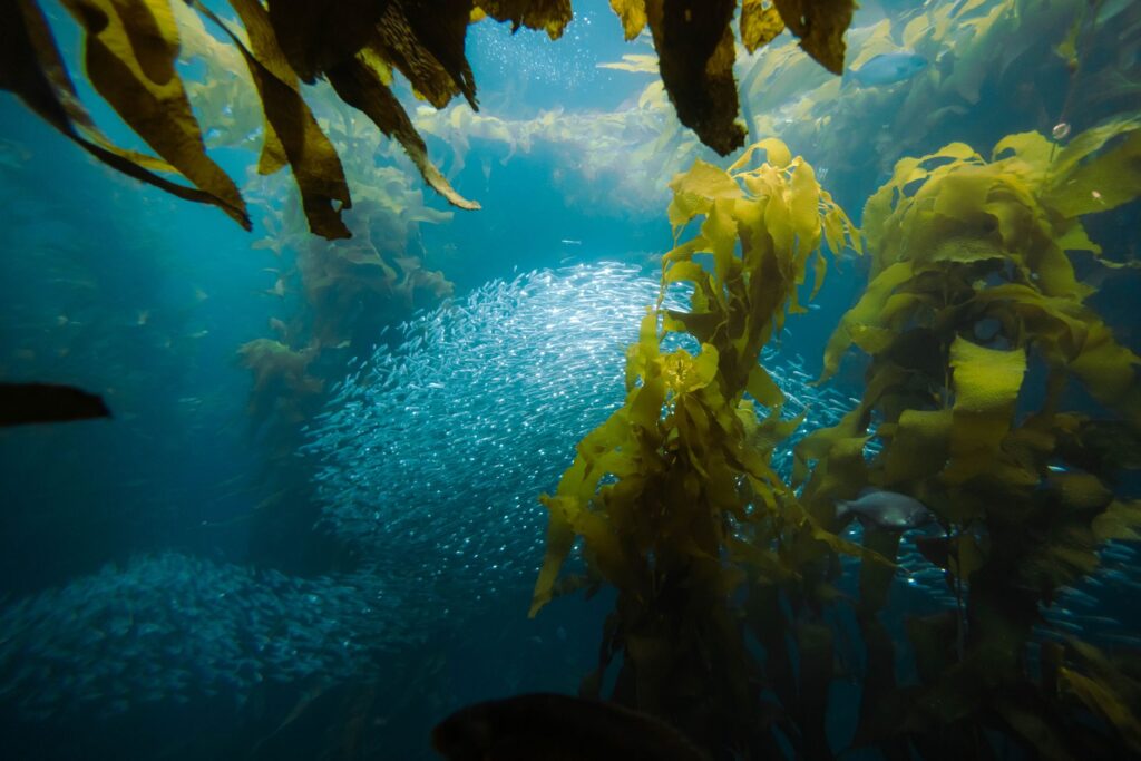 El susurro de las catedrales sumergidas: la batalla por salvar los bosques de kelp gigante en Tasmania