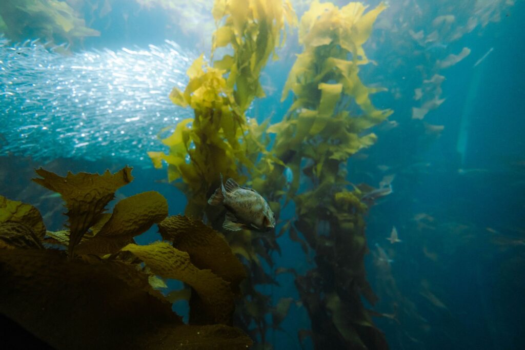 El silencio milenario de los fiordos de Marlborough: acuicultura submarina y navegación de bajura en los abismos de Nueva Zelanda
