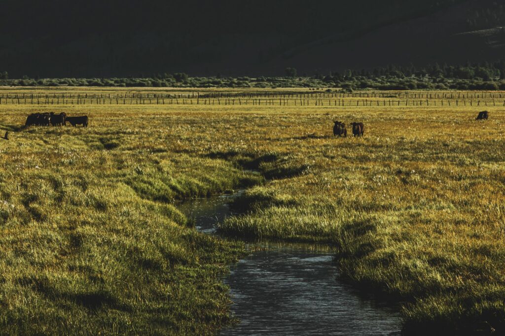La Migración del Berrendo en el Gran Ecosistema de Yellowstone: Resiliencia y Conservación en la Frontera de Wyoming