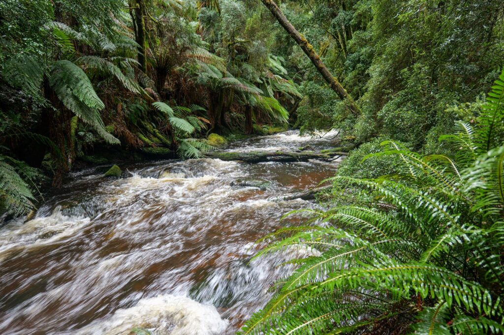 El latido costero de Tasmania: Ingeniería, conectividad marítima y el corredor insular del sur austral