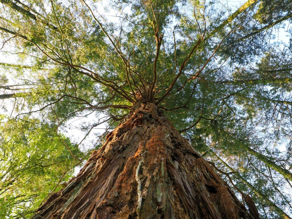 El Dominio de las Cumbres de Granito: Geología, Climatología Alpina y Conservación en el Parque Nacional de Yosemite