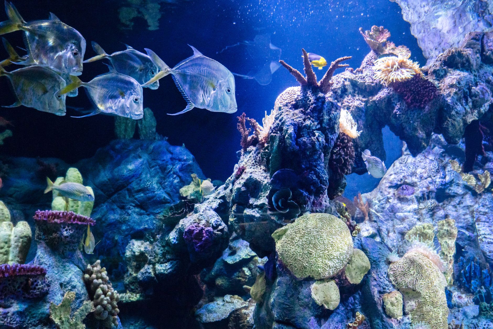 El Santuario Submarino del Mar de Banda: Dinámicas de Fosa, Endemismo Abisal y Conservación en el Triángulo de Coral