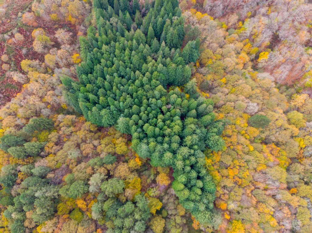 El latido de los bosques templados: cómo la gestión forestal comunitaria y la madera local transforman la conservación en la Selva de Irati