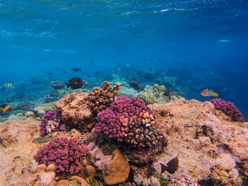 El pulso submarino de la isla de Socotra: corales endémicos, afloramientos y conservación en el mar Arábigo
