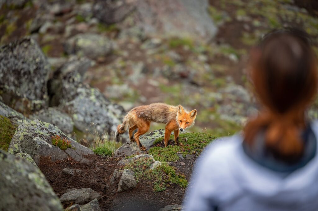 El Refugio del Lince Ibérico en Sierra Morena: Biología, Corredores Ecológicos y Conservación en el Monte Mediterráneo