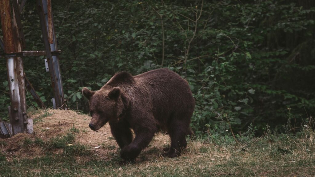 El Reino del Oso Pardo en la Cordillera Cantábrica: Biología, Ecoturismo y Coexistencia