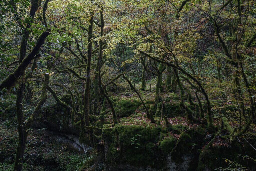El latido de los bosques templados: cómo la gestión forestal comunitaria y la madera local transforman la conservación en la Selva de Irati