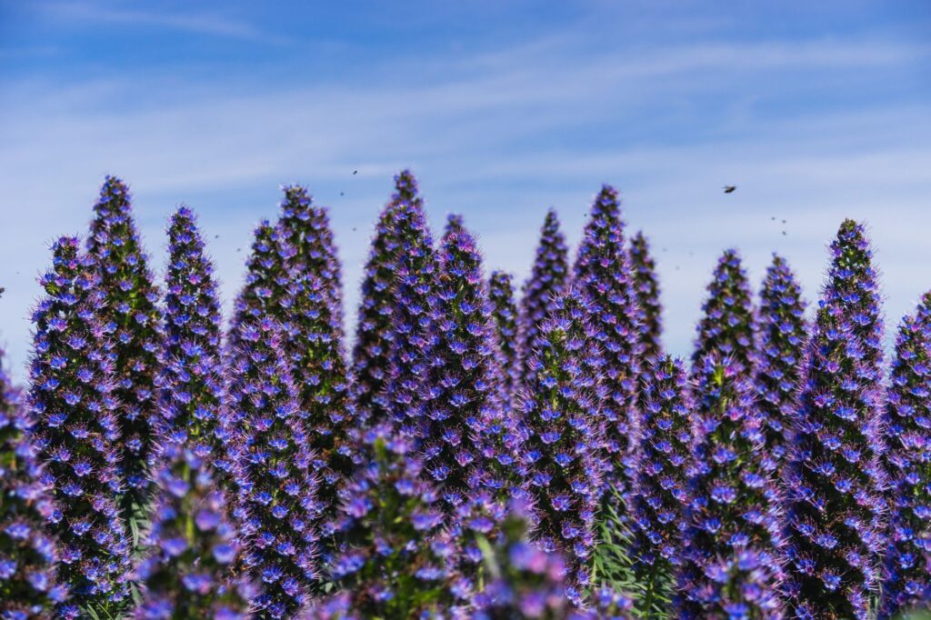 El Dominio de las Crestas Volcánicas: Geología y Sostenibilidad en el Parque Nacional del Teide