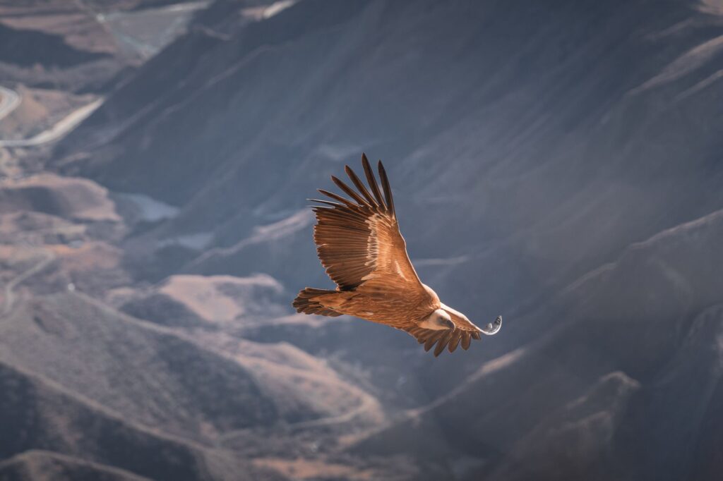 El refugio del águila real en las alturas de los Picos de Europa: biología, termorregulación y conservación en los paredones de León y Asturias