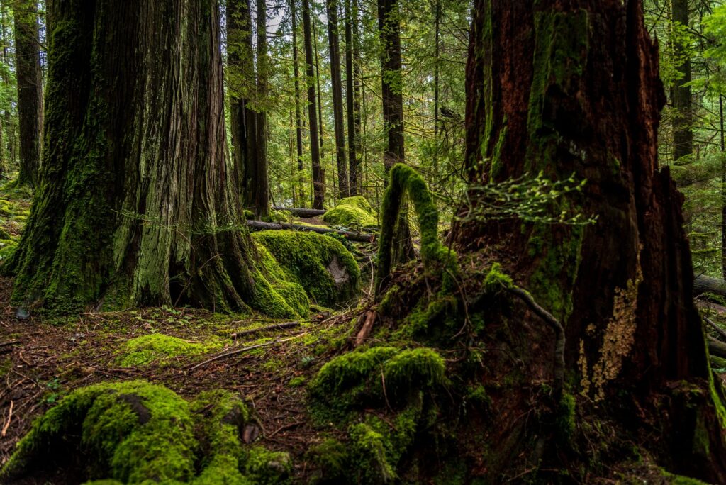 El silencio milenario de los fiordos de Haida Gwaii: navegación de bajura y arquitectura totémica en el archipiélago boreal