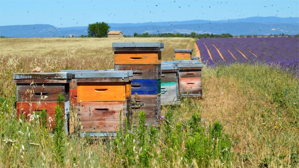El latido de las islas volcánicas: cómo la recuperación de la laurisilva y la agricultura regenerativa transforman la conservación en la Gomera