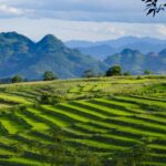 Imprescindibles de Laos, el país que escucha crecer el arroz