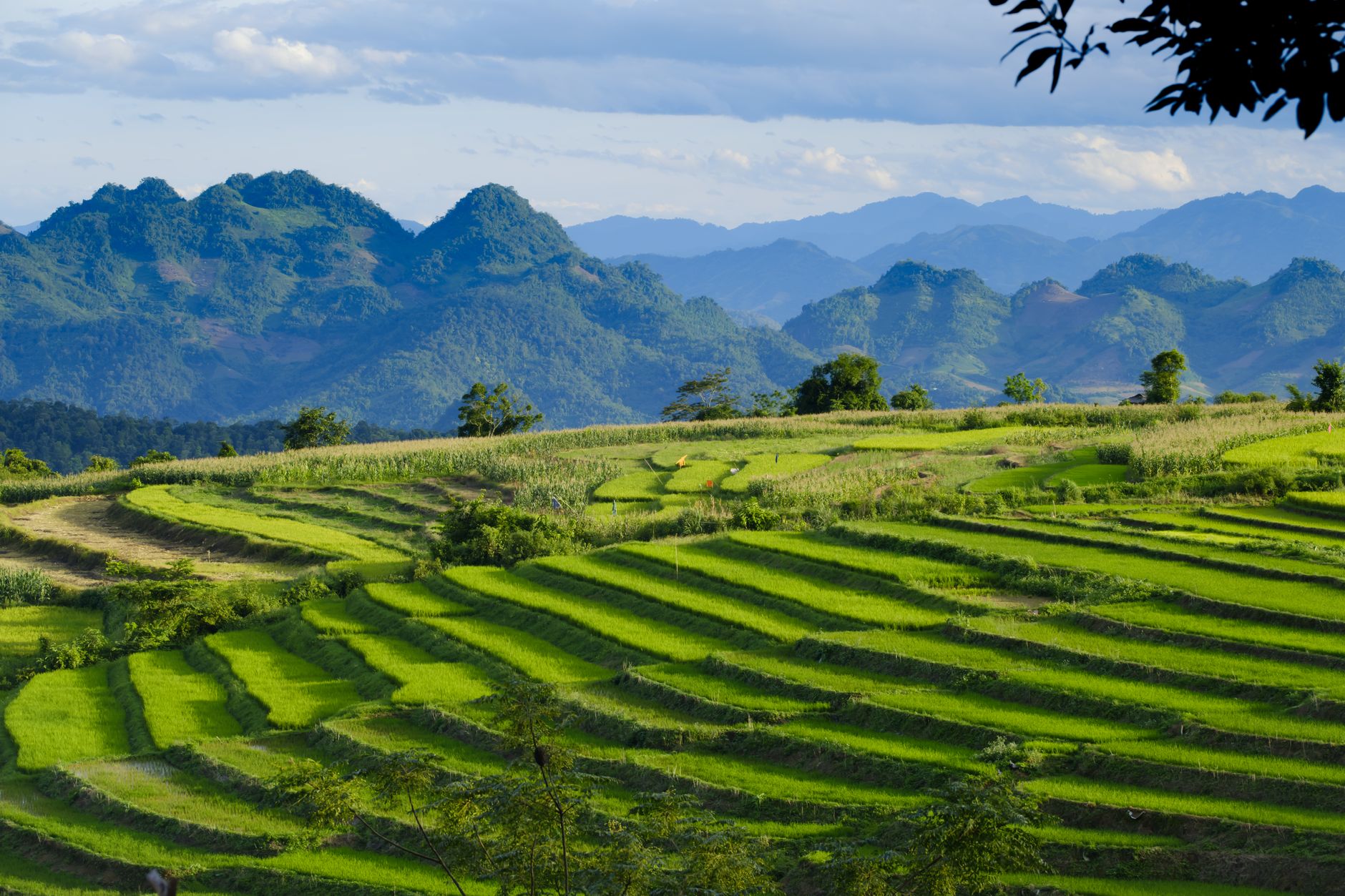 Imprescindibles de Laos, el país que escucha crecer el arroz