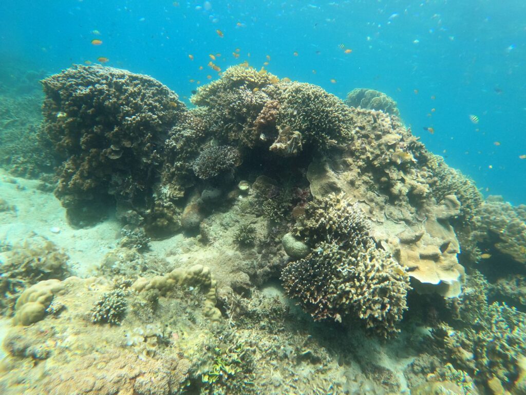 El refugio submarino del tiburón zorro en Malapascua: dinámicas oceánicas y conservación en las profundidades de Visayas