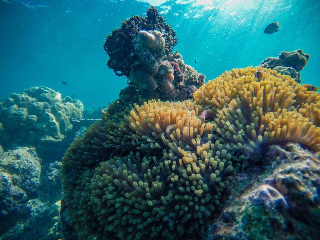 El Refugio del Tiburón Zorro en el Archipiélago de Malpelo: Oceanografía, Upwelling Profundo y Conservación en el Pacífico Oriental