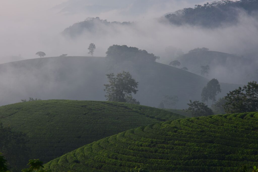 La ruta del té y las nubes: El ferrocarril de montaña de Darjeeling y la ingeniería británica en el Himalaya