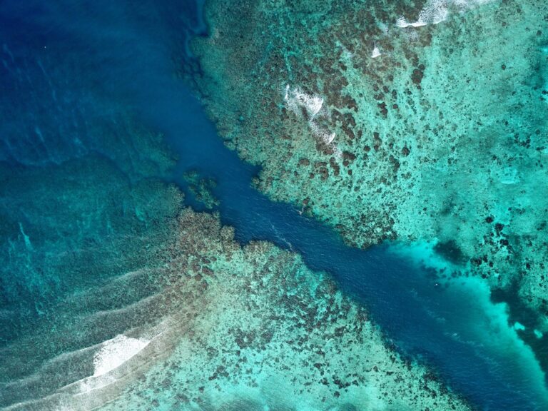 El pulso submarino de la isla de Socotra: corales endémicos, afloramientos y conservación en el mar Arábigo