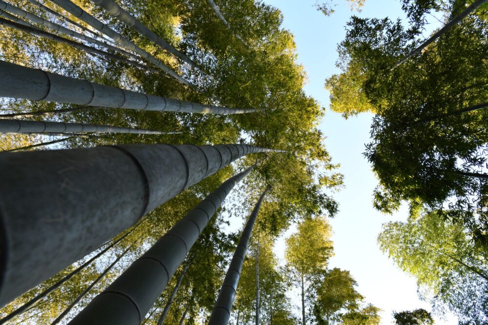El silencio milenario de los bosques de bambú de Sagano: ingeniería acústica y bienestar zen en la periferia de Kioto