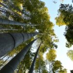 El silencio milenario de los bosques de bambú de Sagano: ingeniería acústica y bienestar zen en la periferia de Kioto
