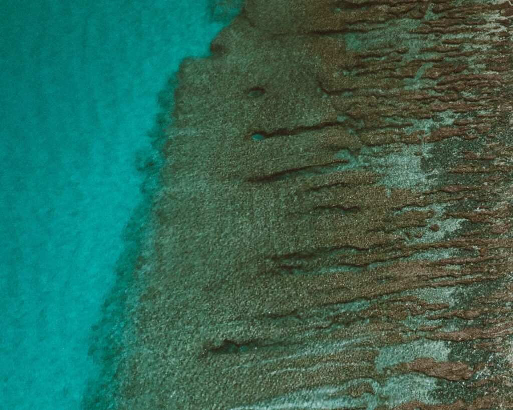 El Santuario Submarino de Tubbataha: Arrecifes Remotos, Biodiversidad Marina y Conservación en el Mar de Sulu
