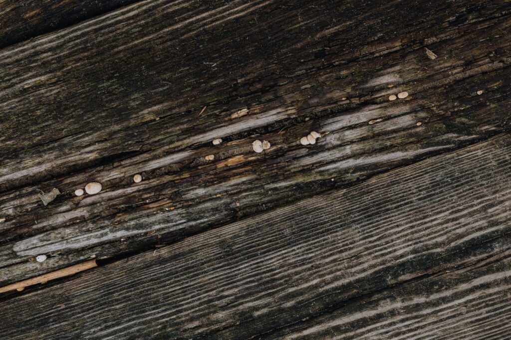 El silencio milenario de los baños de vapor de los Cárpatos: hidroterapia mineral y arquitectura de madera en las profundidades de Transilvania