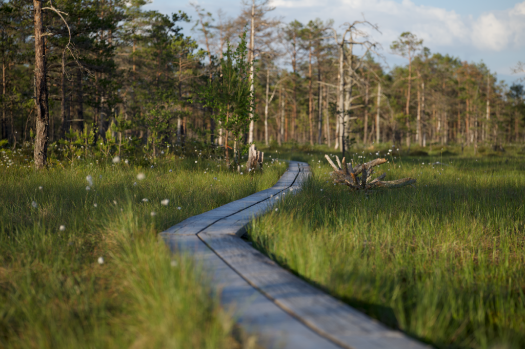 El laberinto de las turberas boreales: cómo la restauración hidrológica y los senderos de madera transforman la conservación en el Parque Nacional Oulanka