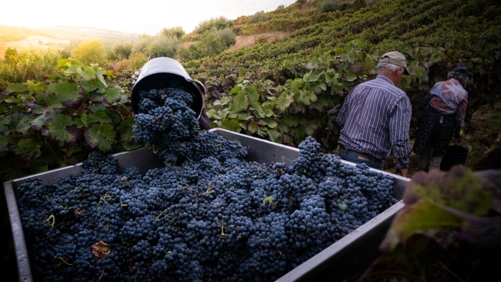 El secreto de la uva pisada: la liturgia del vino de Oporto y las terrazas de esquisto en el Alto Douro