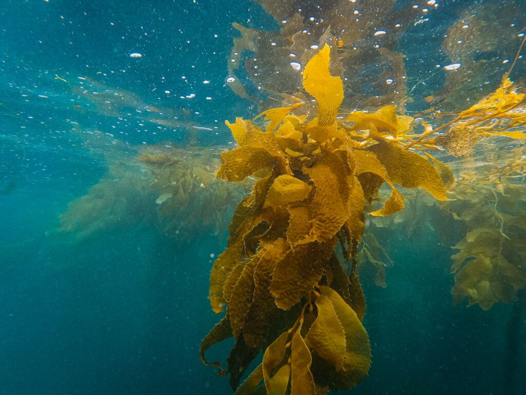 El Santuario Submarino del Mar de Salish: Oceanografía, Corrientes Mareales y Conservación en el Pacífico Noroeste